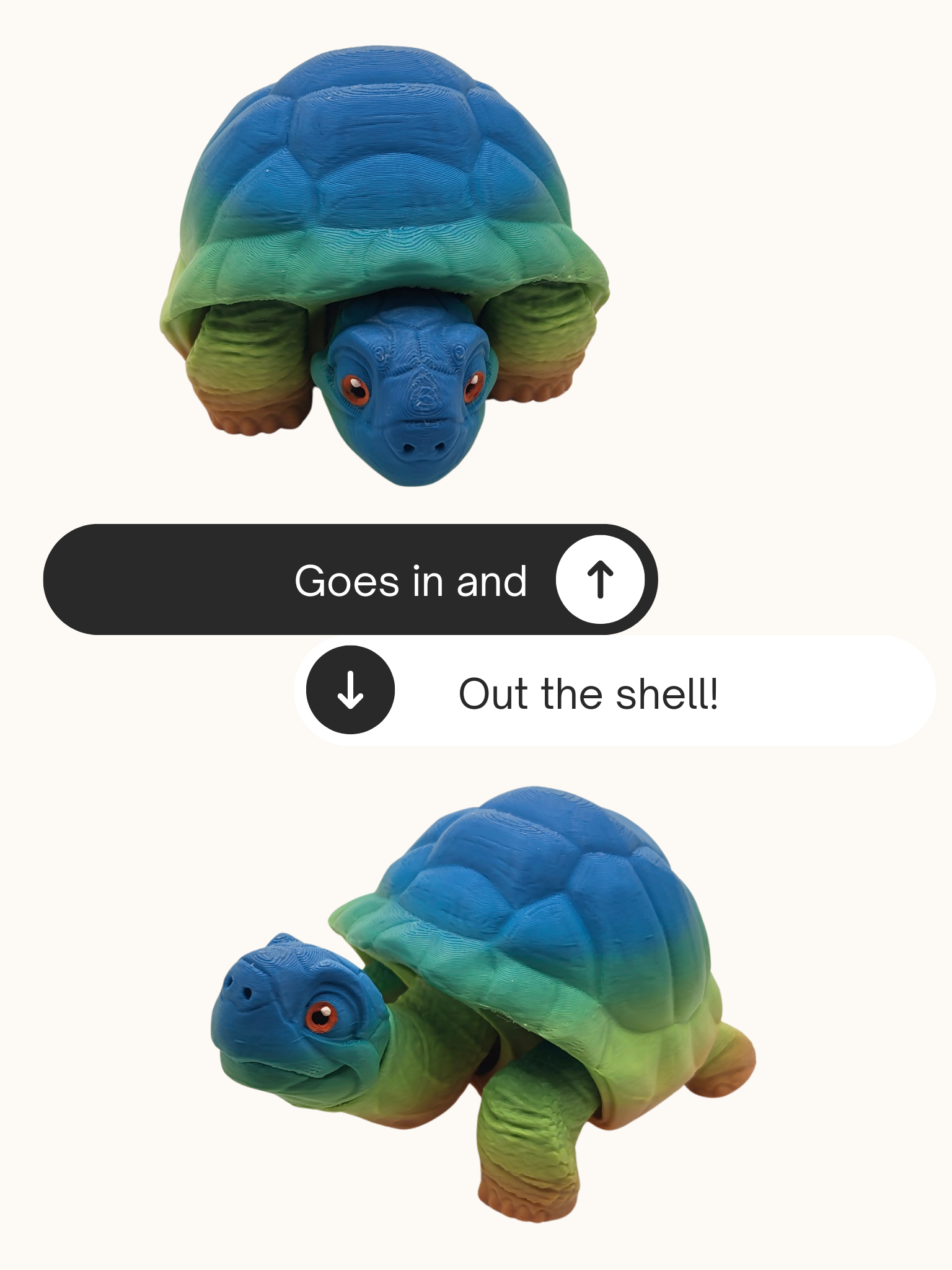 Tortoise
