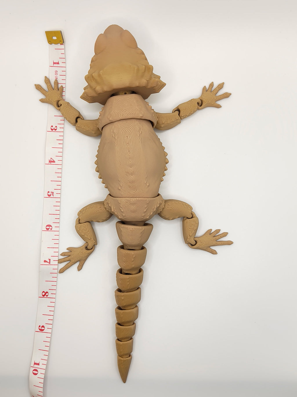 Bearded Dragon