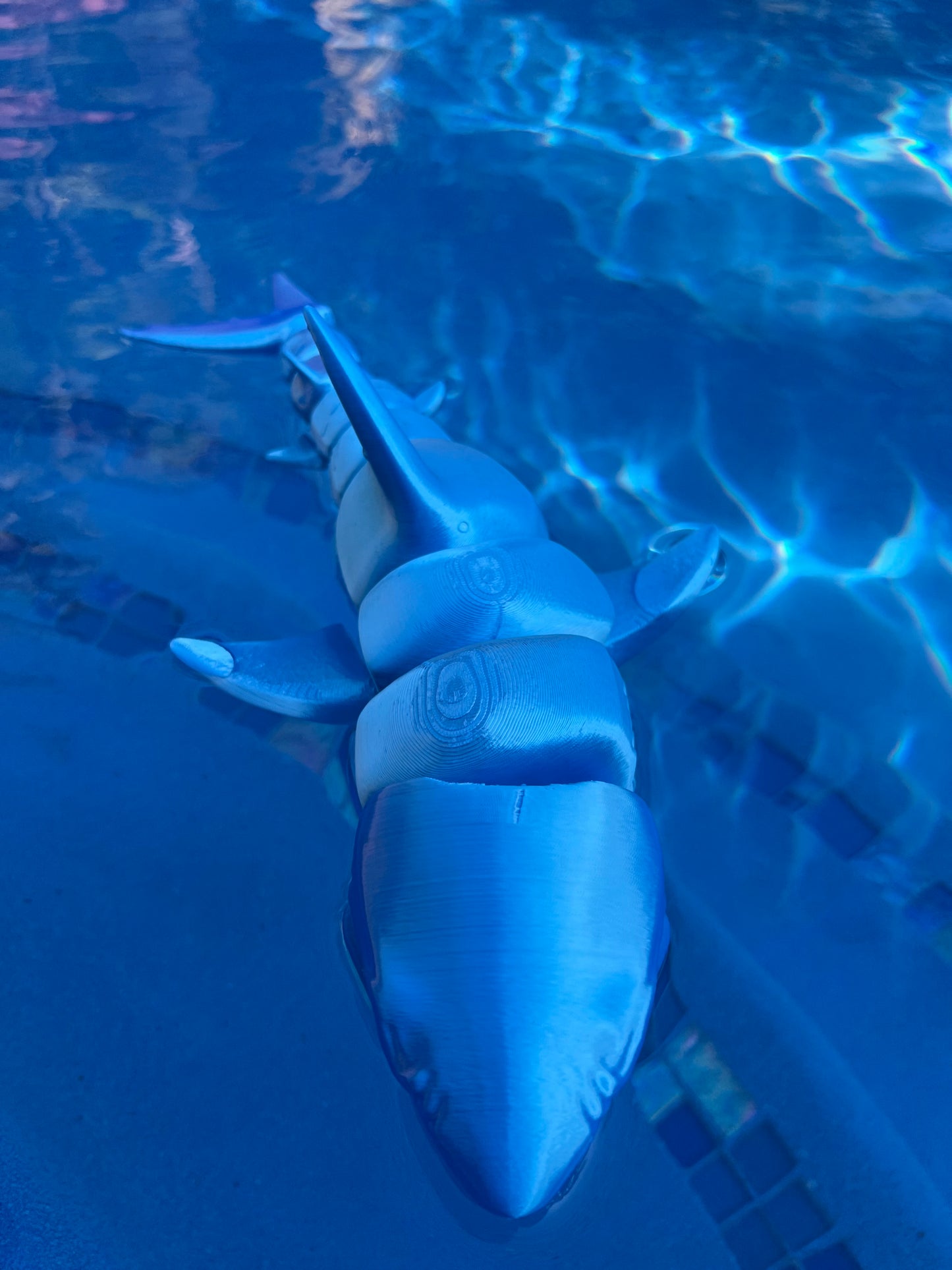 Great White Shark