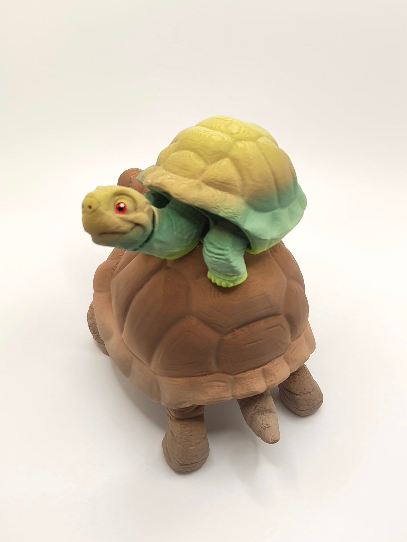 Tortoise