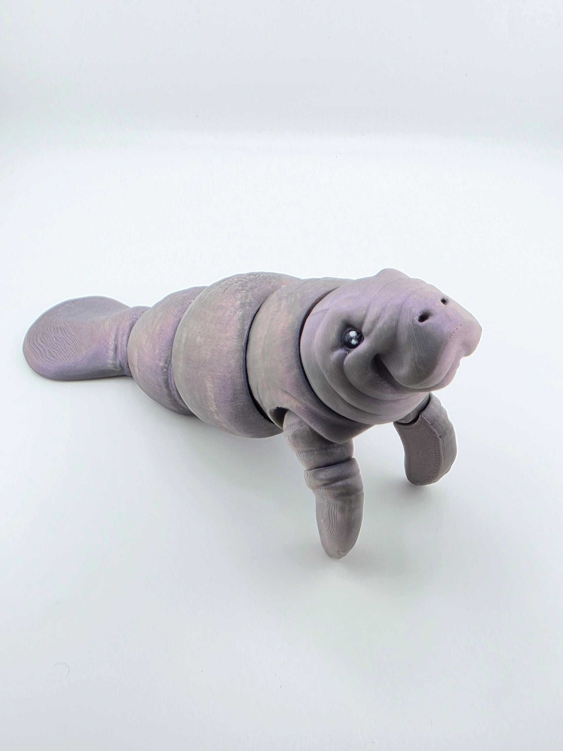 Manatee