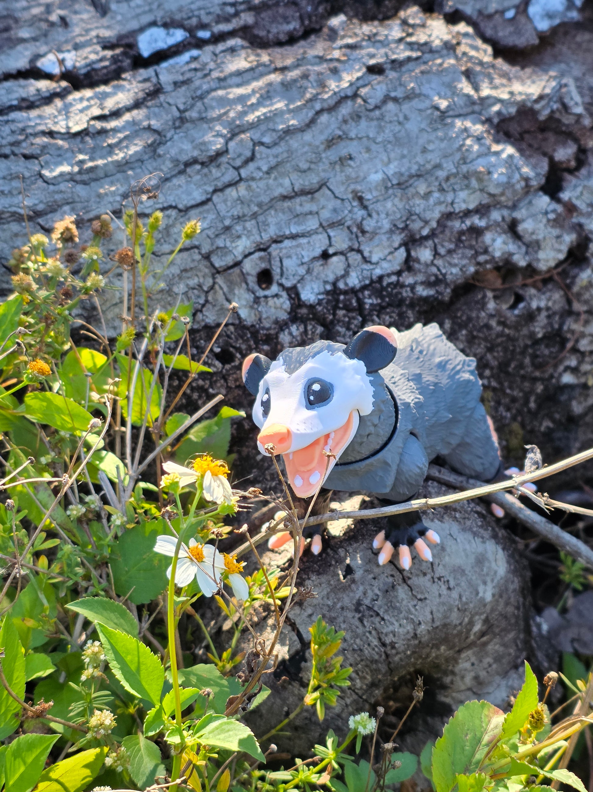 Opposum