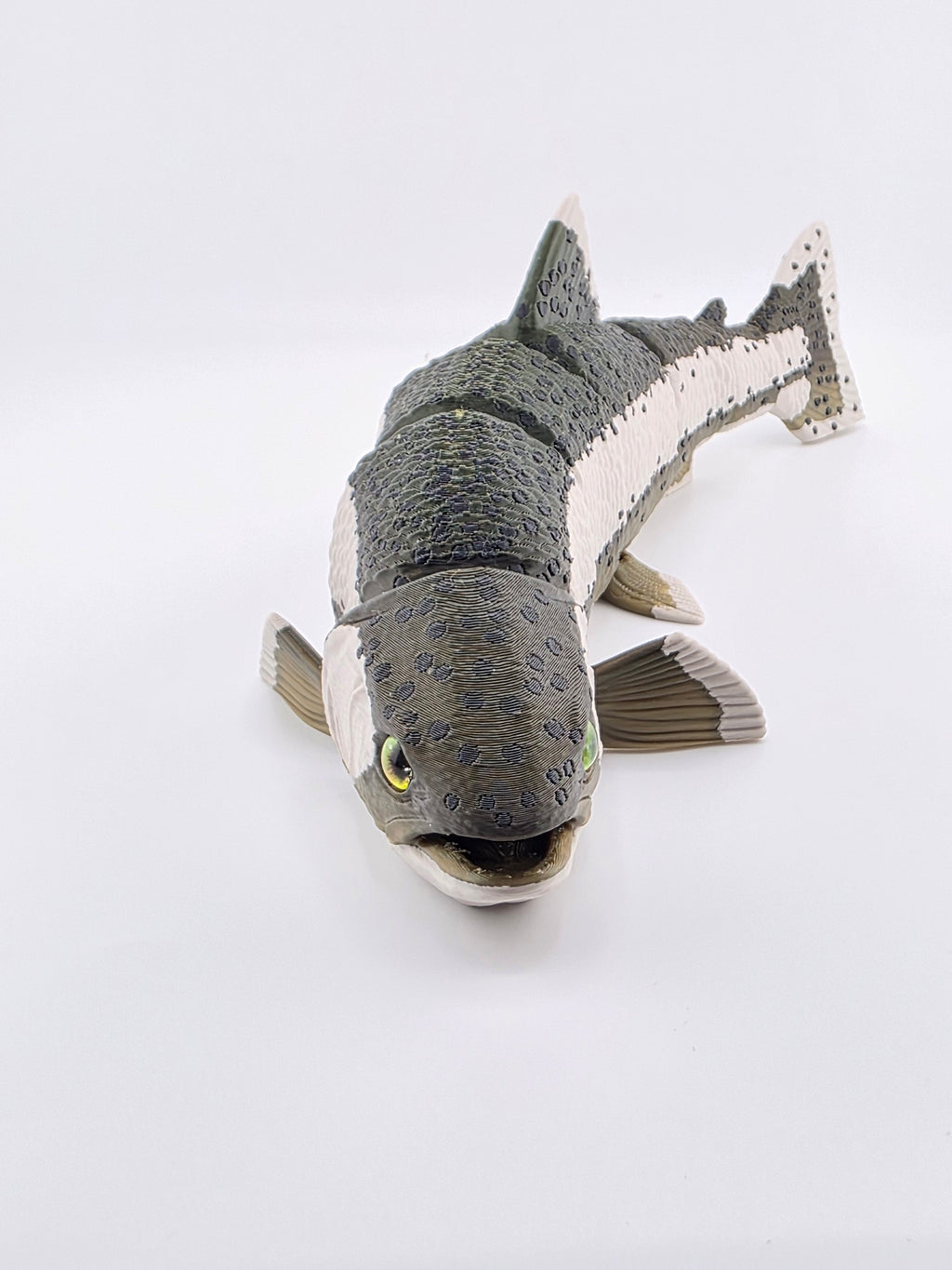 Rainbow Trout