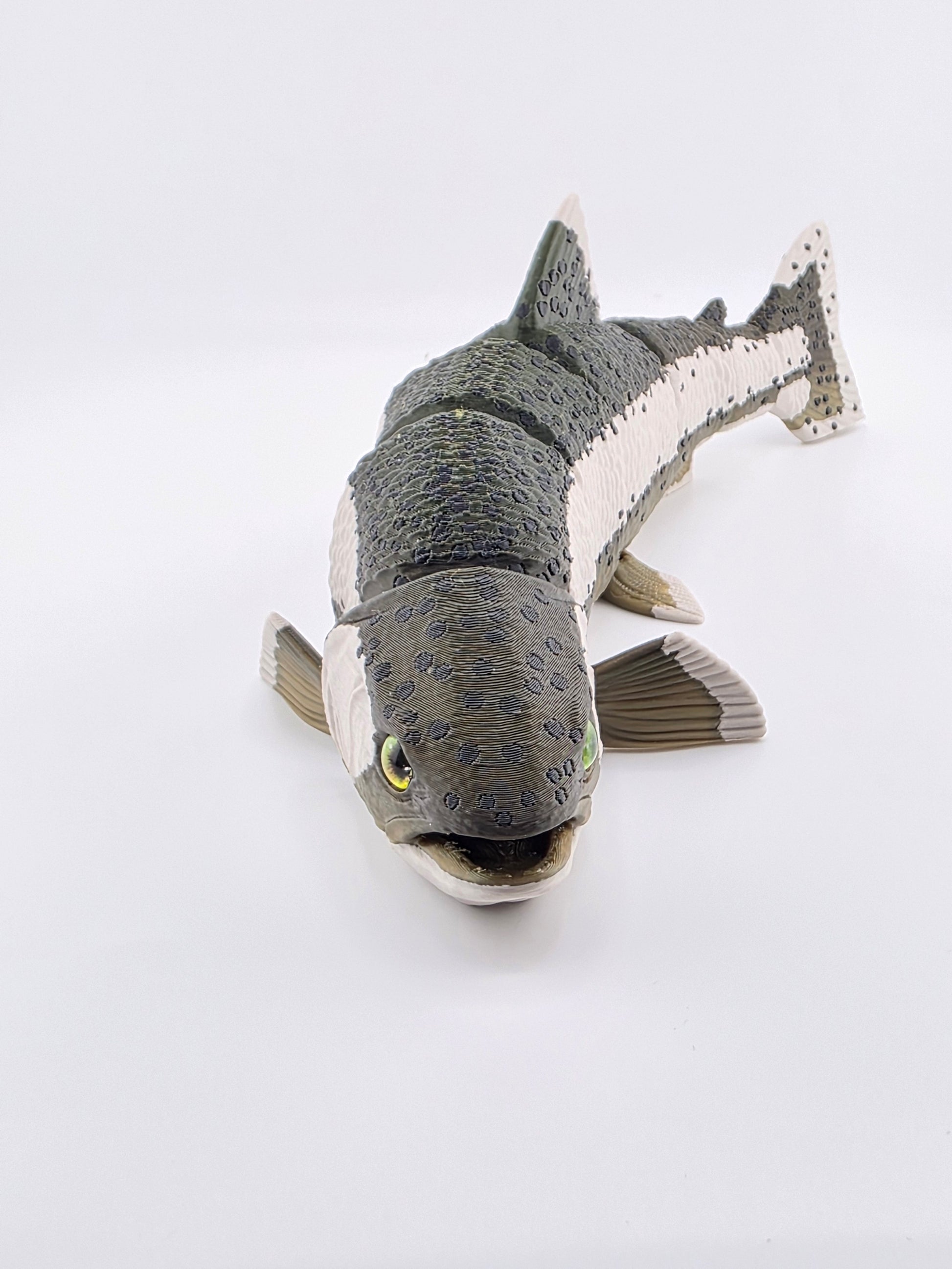 Rainbow Trout