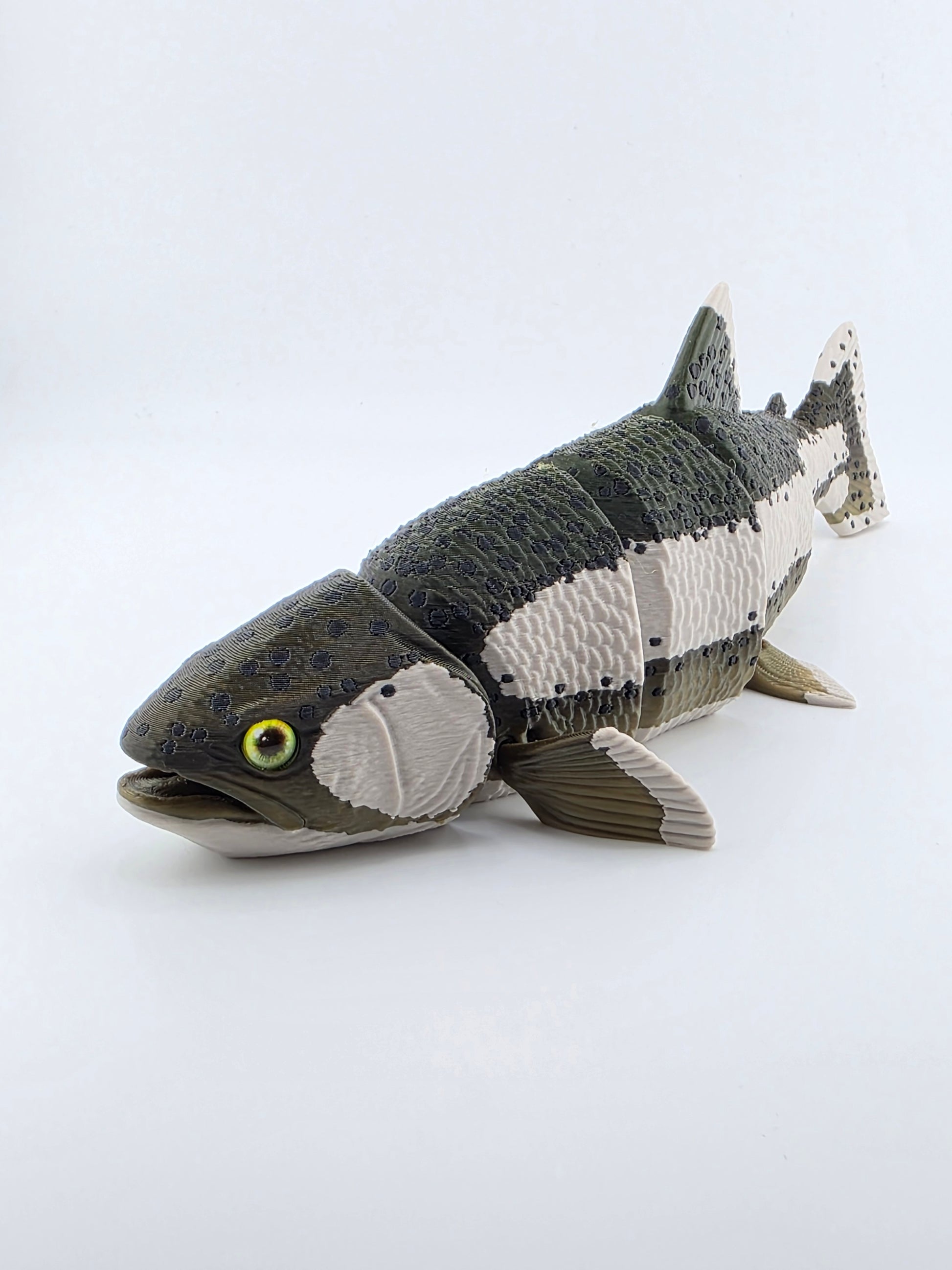 Rainbow Trout