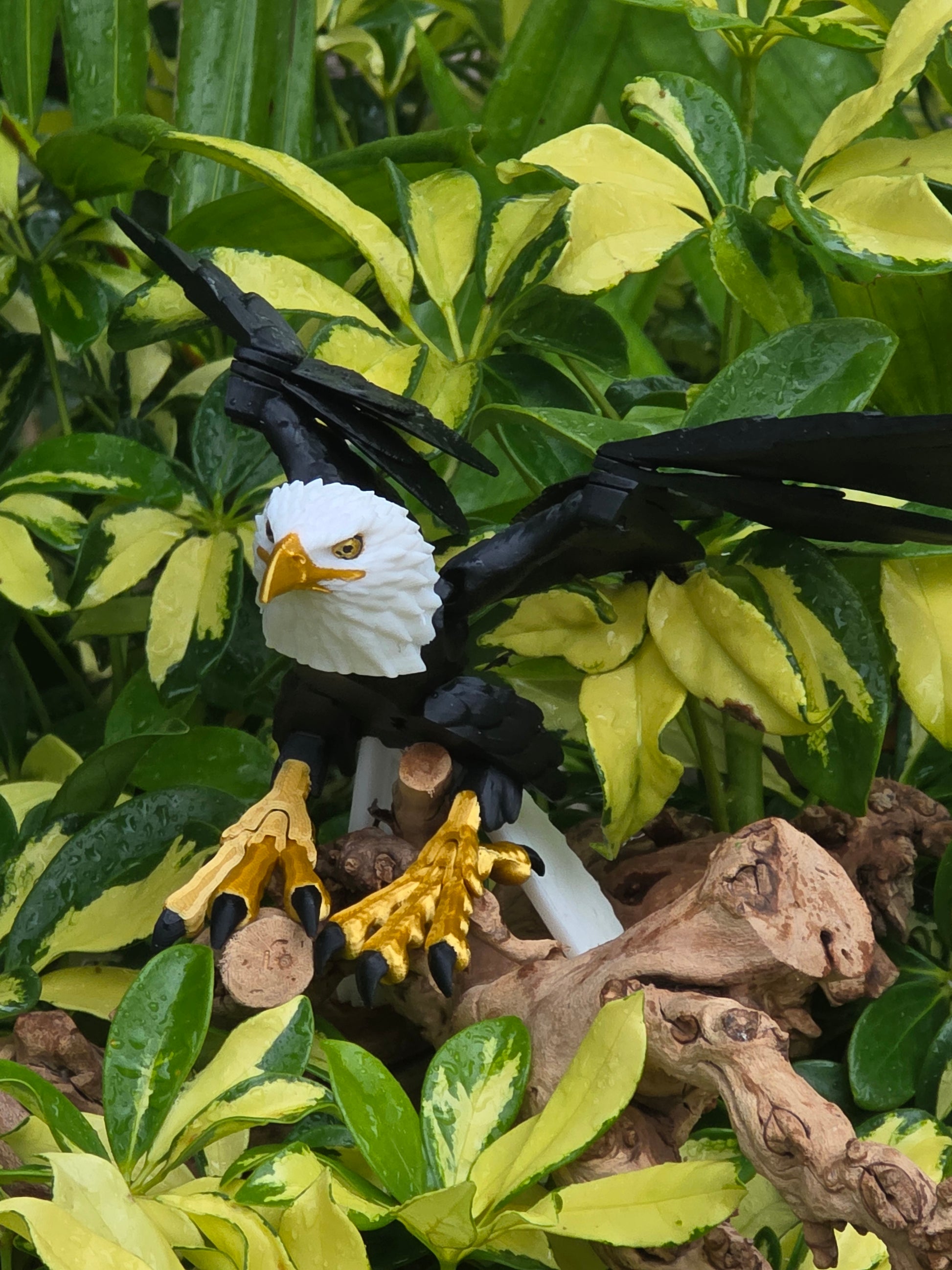 Eagle