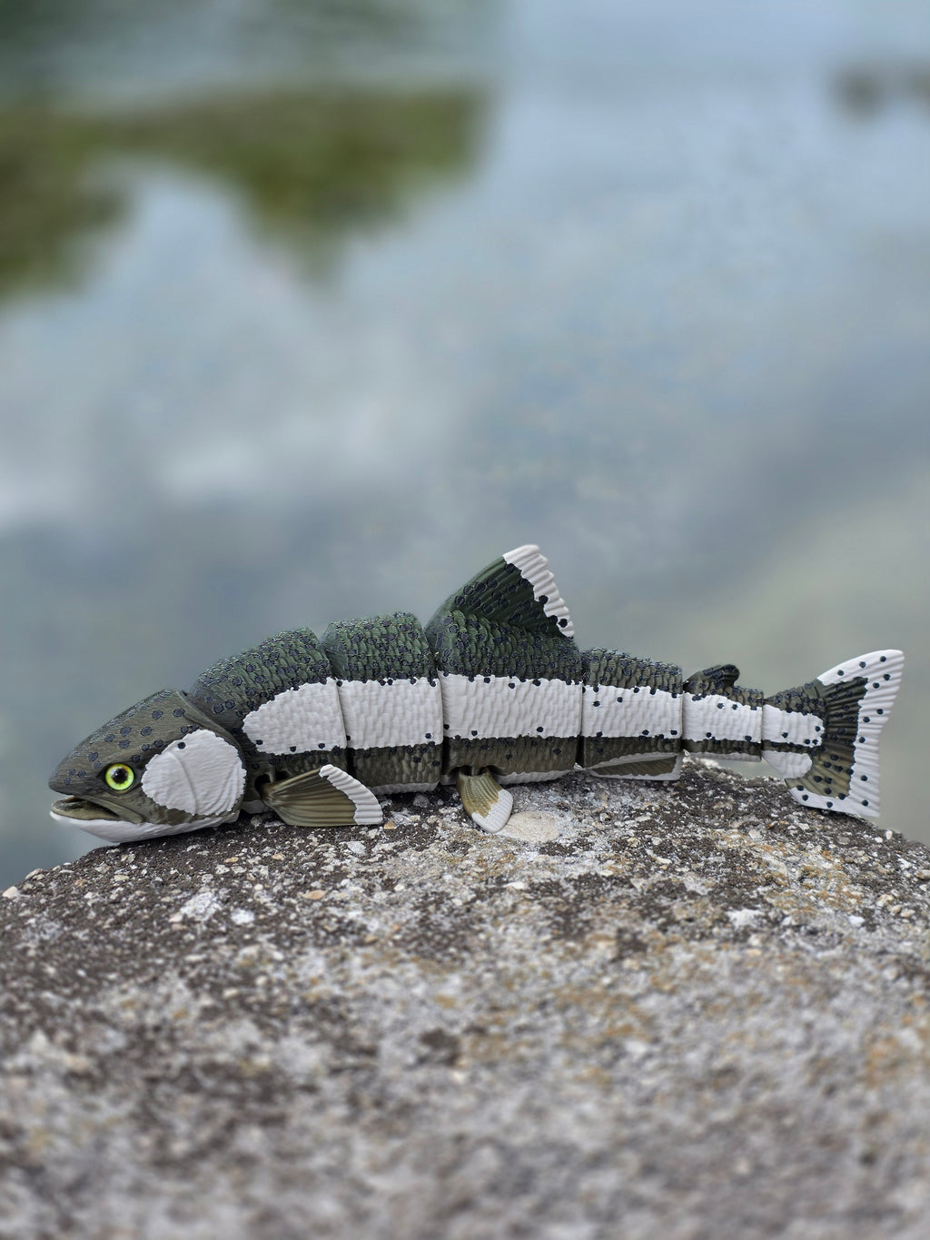 Rainbow Trout